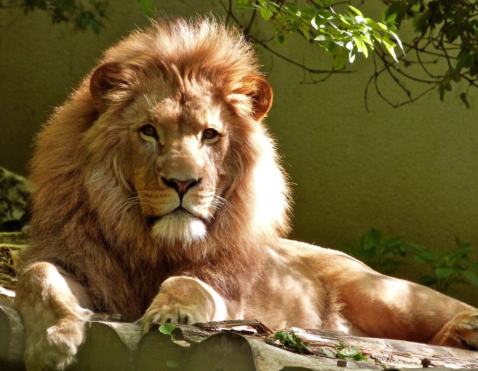 Lee más sobre el artículo ¿Por Qué Jesús Es el León de Judá?